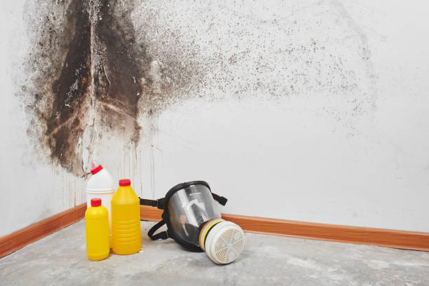 Best DIY Mold Remediation Support Services in Waseca, MN